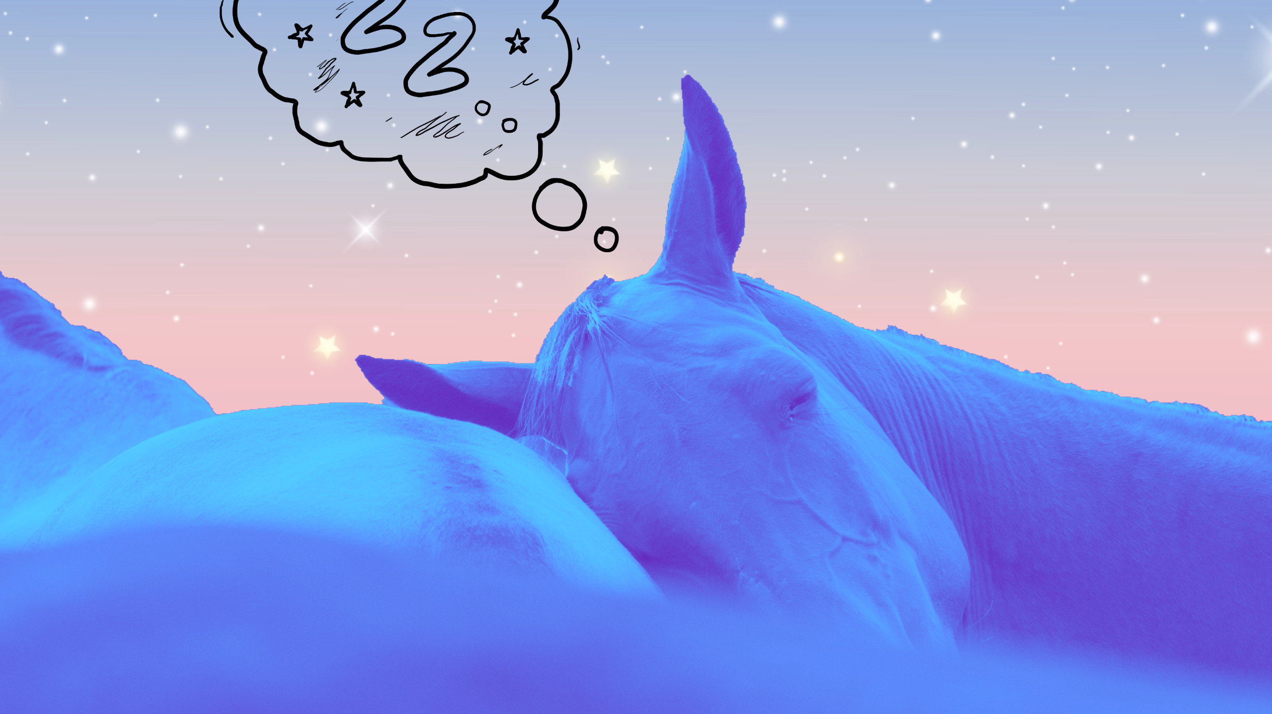 dreamers & schemers, horse-o-scope, equestrian horoscope, horses, horseback riding, boot socks, spur straps