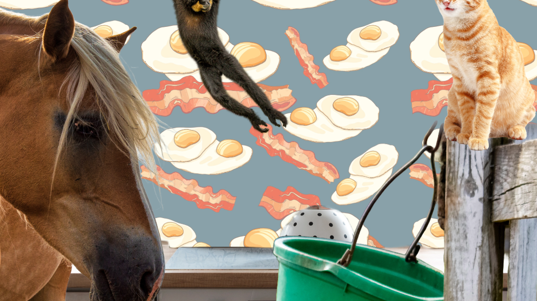 dreamers & schemers, manejane, boot socks, spur straps, horse-o-scope