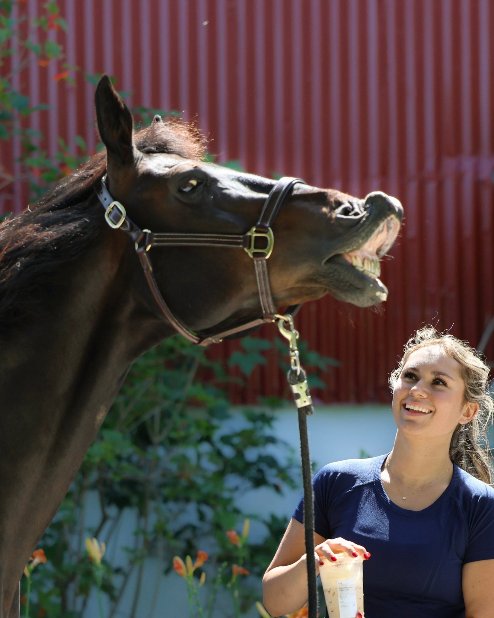 For the Horse - Horse Tack