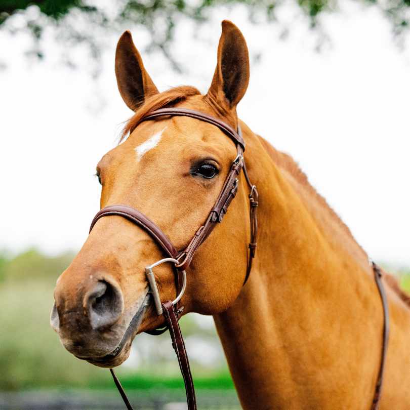 The TackHack For the Horse Classic Hunter Bridle with Laced Reins equestrian boot socks boot socks thin socks riding socks pattern socks tall socks funny socks knee high socks horse socks horse show socks