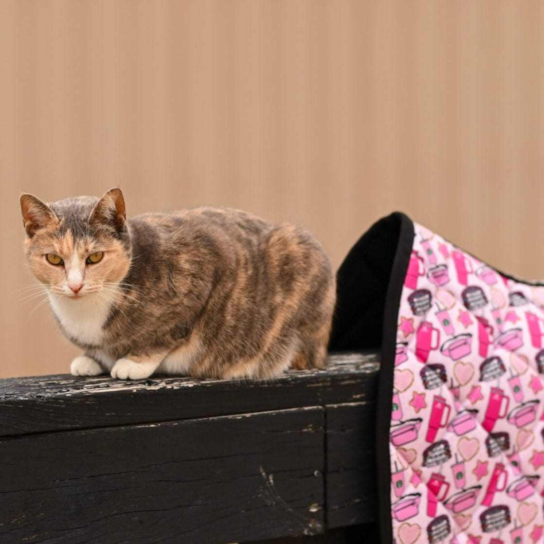 Dreamers & Schemers Starbs & Stanley Saddle Pad – patterned saddle pad, equestrian gift, horseback riding gear from Dreamers & Schemers Saddle Pads