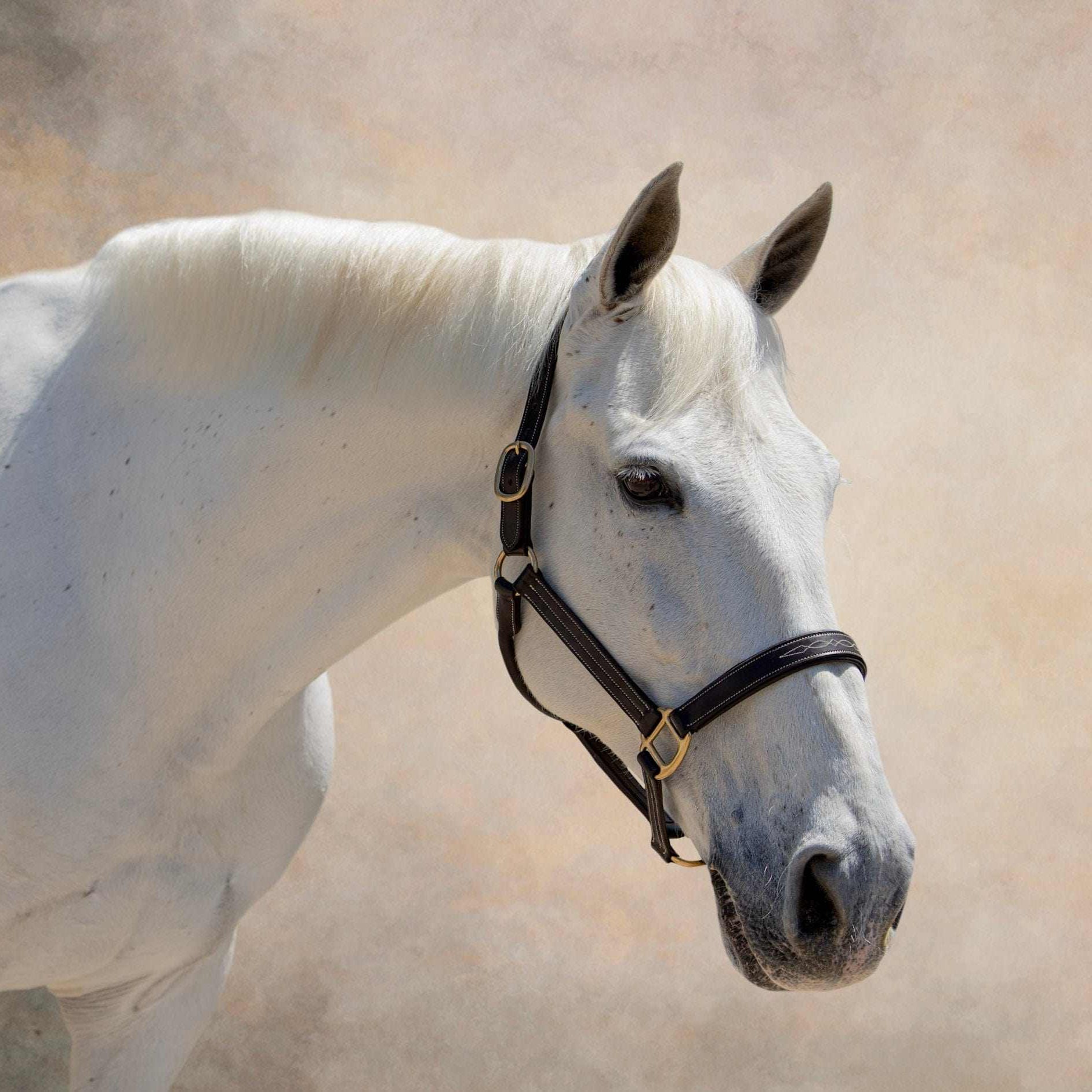 The TackHack For the Horse Oversize Stewart Padded Leather Halter equestrian boot socks boot socks thin socks riding socks pattern socks tall socks funny socks knee high socks horse socks horse show socks