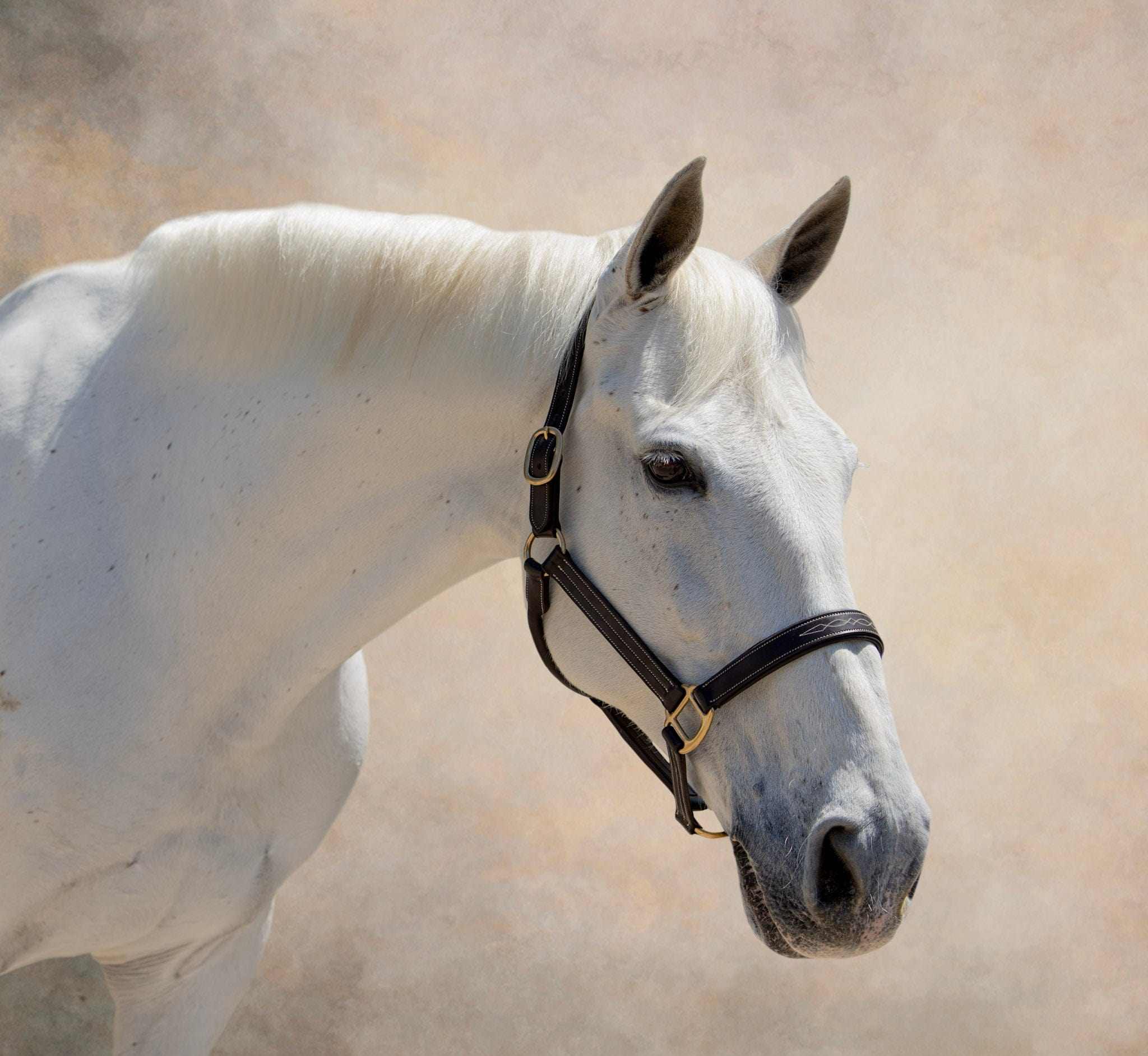 The TackHack For the Horse Oversize Stewart Padded Leather Halter equestrian boot socks boot socks thin socks riding socks pattern socks tall socks funny socks knee high socks horse socks horse show socks