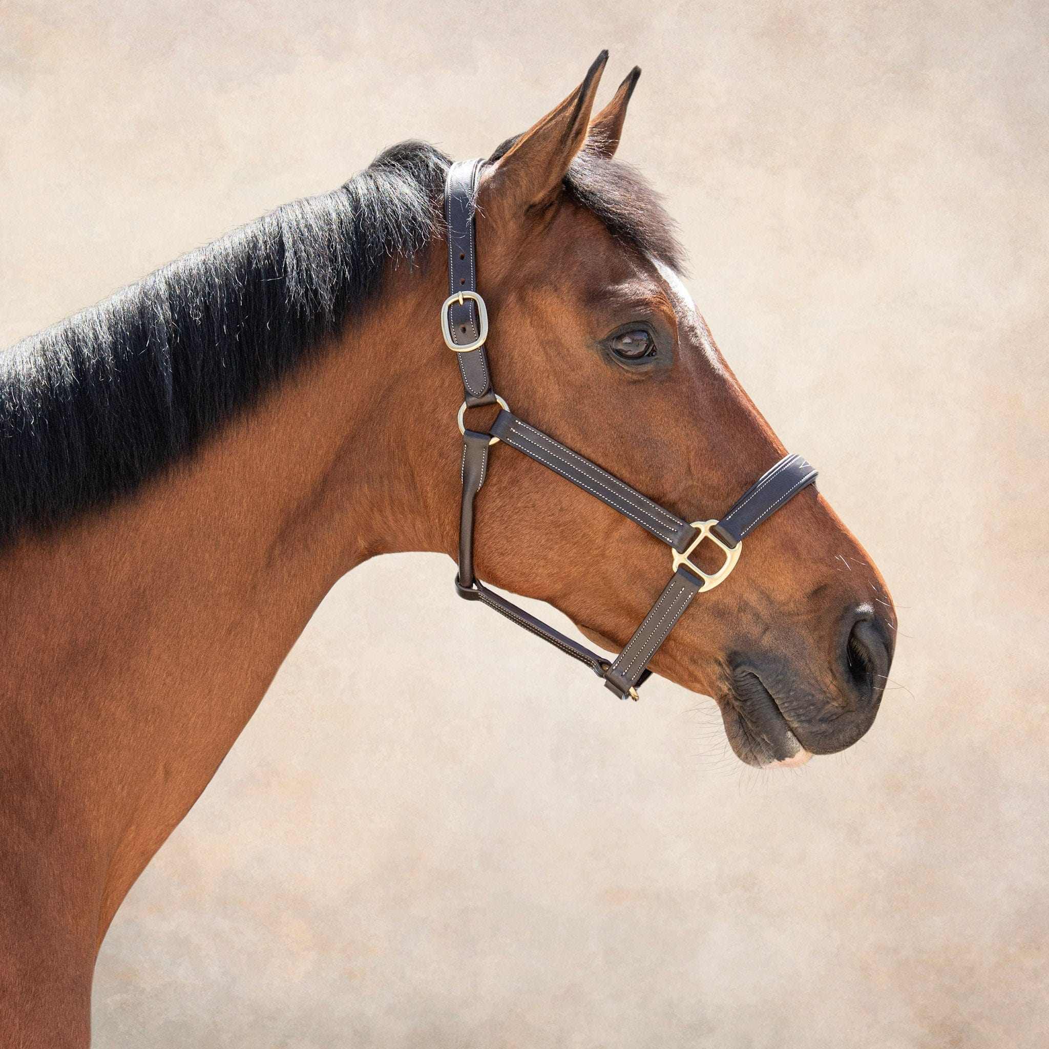 The TackHack For the Horse Horse Stewart Padded Leather Halter equestrian boot socks boot socks thin socks riding socks pattern socks tall socks funny socks knee high socks horse socks horse show socks