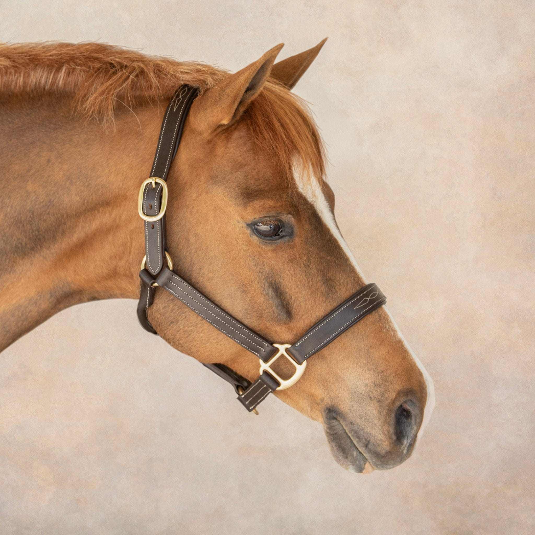 The TackHack For the Horse Pony Stewart Padded Leather Halter equestrian boot socks boot socks thin socks riding socks pattern socks tall socks funny socks knee high socks horse socks horse show socks