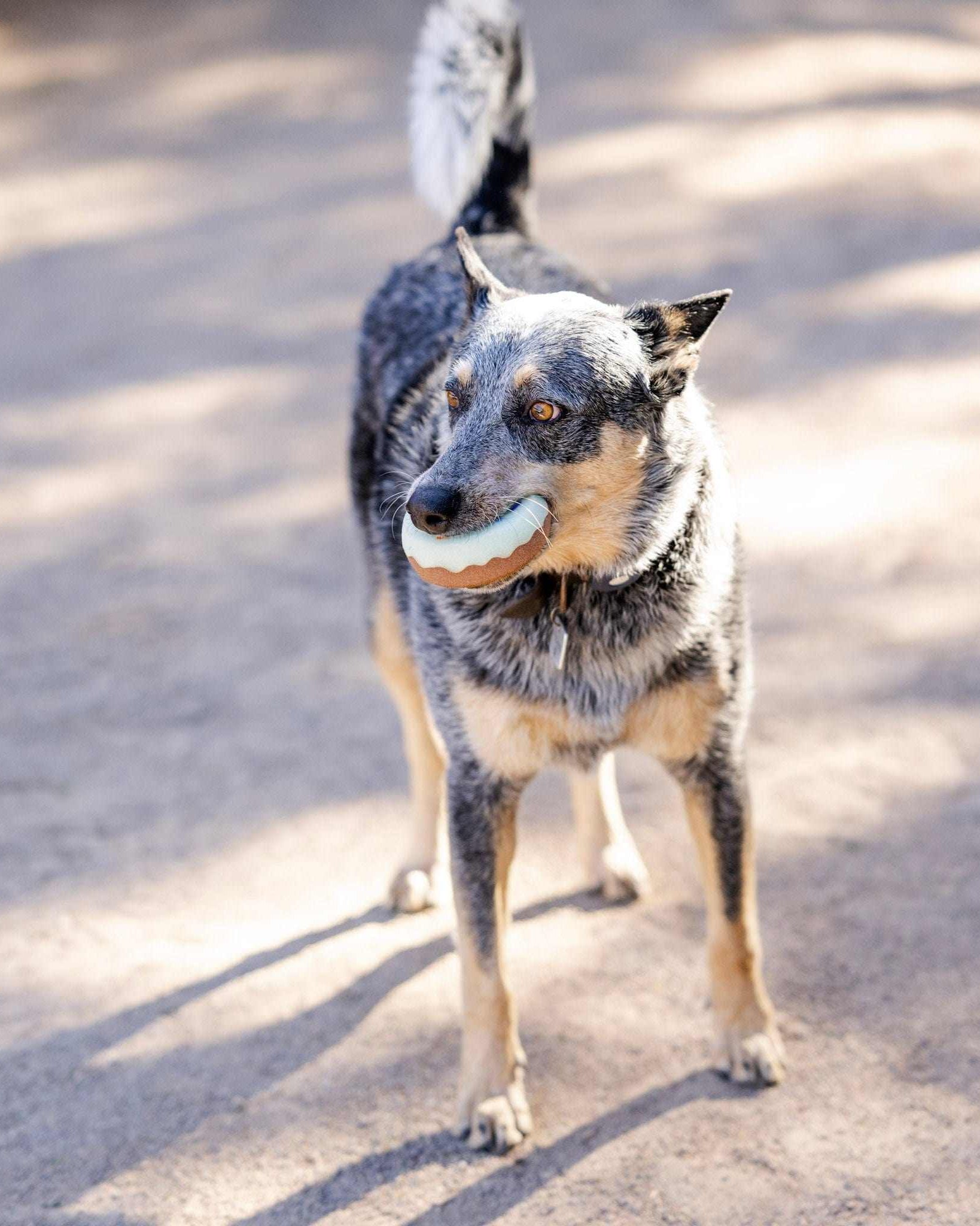 The TackHack Stable Accessories The TackHack Half Dozen TackHack Donut Tack Sponges equestrian boot socks boot socks thin socks riding socks pattern socks tall socks funny socks knee high socks horse socks horse show socks