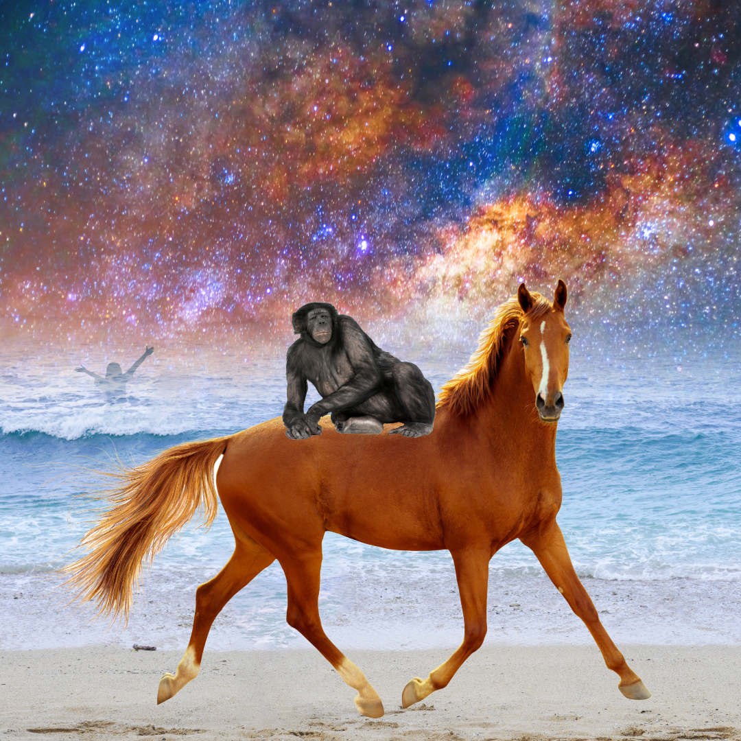 dreamers & schemers, boot socks, equestrian accessories, horses
