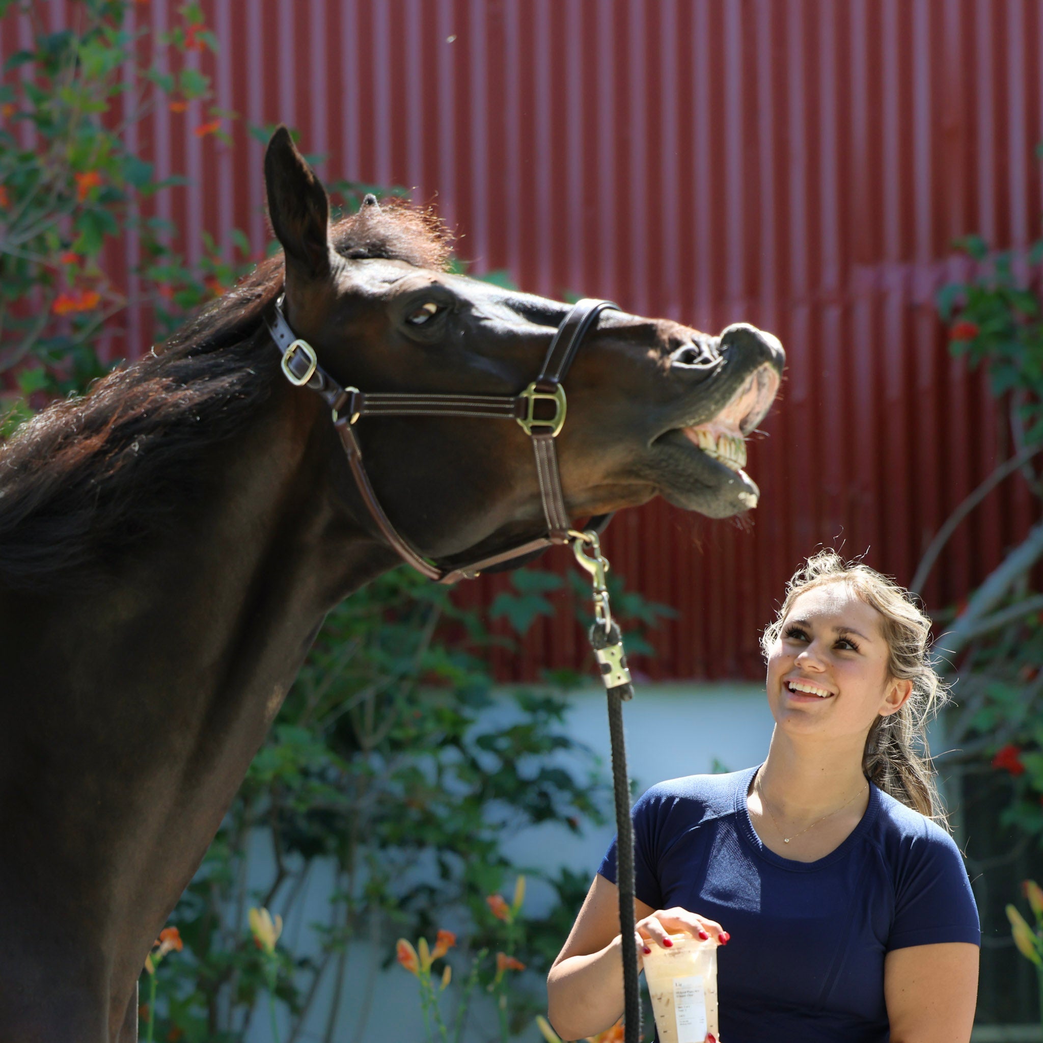 For the Horse - Horse Tack