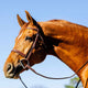 Classic Hunter Bridle with Laced Reins