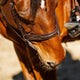 Extra Wide Hunter Bridle with Laced Reins