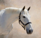 The TackHack For the Horse Oversize Stewart Padded Leather Halter equestrian boot socks boot socks thin socks riding socks pattern socks tall socks funny socks knee high socks horse socks horse show socks