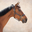 The TackHack For the Horse Horse Stewart Padded Leather Halter equestrian boot socks boot socks thin socks riding socks pattern socks tall socks funny socks knee high socks horse socks horse show socks