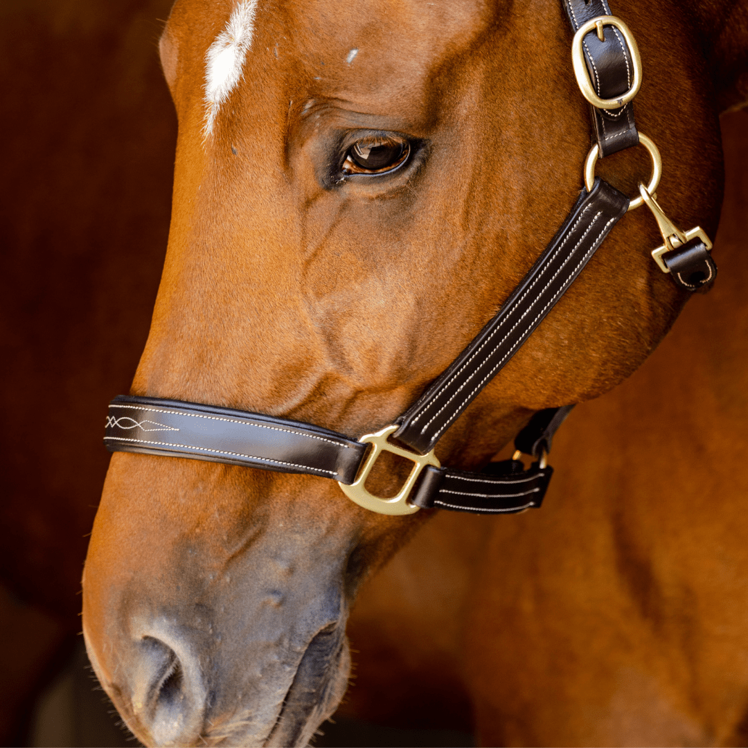 The TackHack For the Horse The TackHack Stewart Padded Leather Halter equestrian boot socks boot socks thin socks riding socks pattern socks tall socks funny socks knee high socks horse socks horse show socks