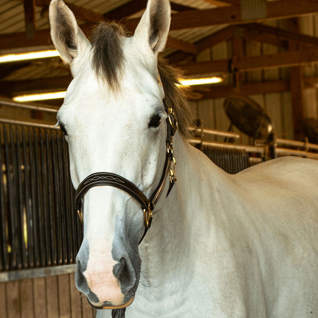 The TackHack For the Horse The TackHack Stewart Padded Leather Halter equestrian boot socks boot socks thin socks riding socks pattern socks tall socks funny socks knee high socks horse socks horse show socks