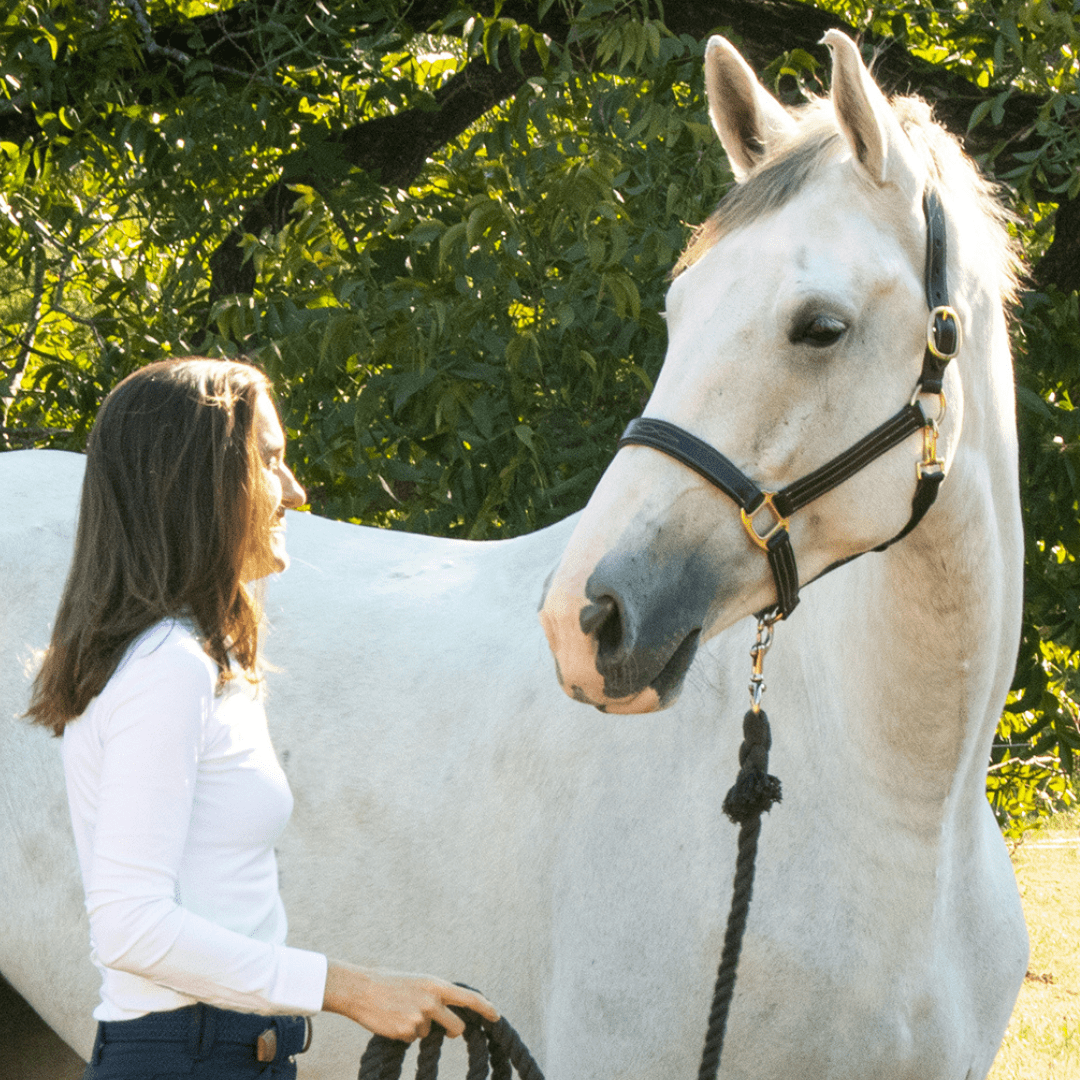 The TackHack For the Horse The TackHack Stewart Padded Leather Halter equestrian boot socks boot socks thin socks riding socks pattern socks tall socks funny socks knee high socks horse socks horse show socks